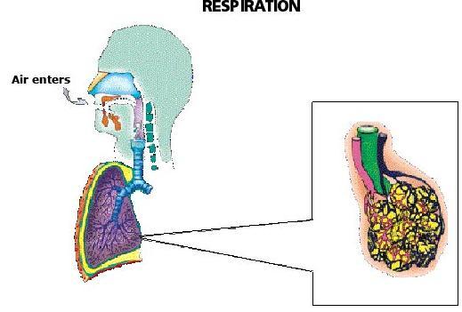 Works internal and external respiration: EXTERNAL