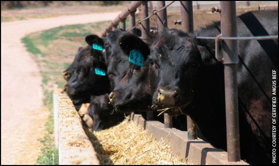 Effect of growth on Ossification 700 Effect of sire EBV on steer growth Weight (kg) 650 600 550 500 50 percentile 95