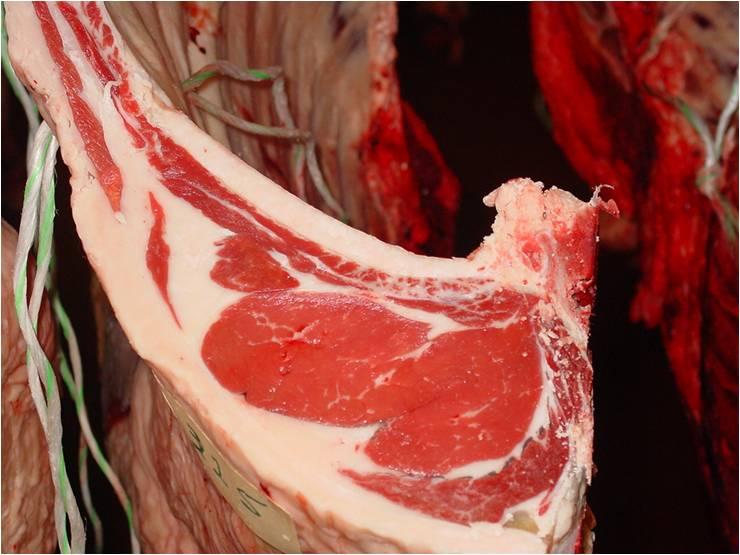 Rib Fat Rib Fat and Rump Fat EBVs (mm) Genetic differences in fat distribution on a standard 400 kg carcase.