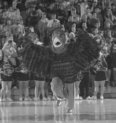 THE HAWK The Saint Joseph s Hawk mascot has been flapping its wings for 55 years.