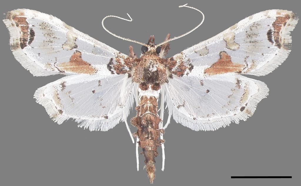 1) Moths have a forewing length of 6 12 mm (0.24 0.47 in) (Fig. 3). 2) Moths have an overall shape that is similar to the outline depicted in Fig. 3. Note that moths caught on their side or back may have a different outline.