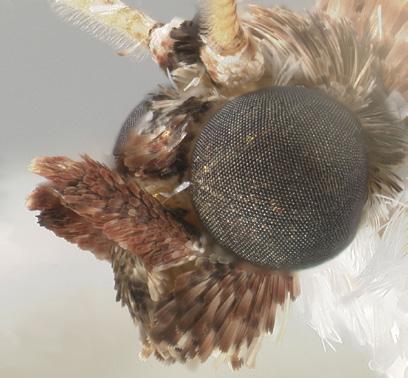 silvaniae, and both are restricted to southern Florida. Neoleucinodes species (Fig. 9) have a round frons that is non-projecting. Males and females of N. prophetica, N.