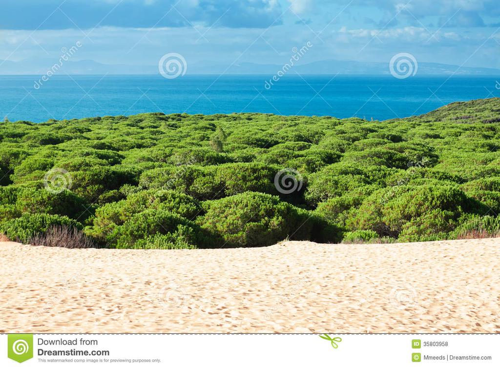 Sand dune vegetation succession: The first colonising species are called pioneer species Pioneer species have adaptations to help them survive the hostile conditions.