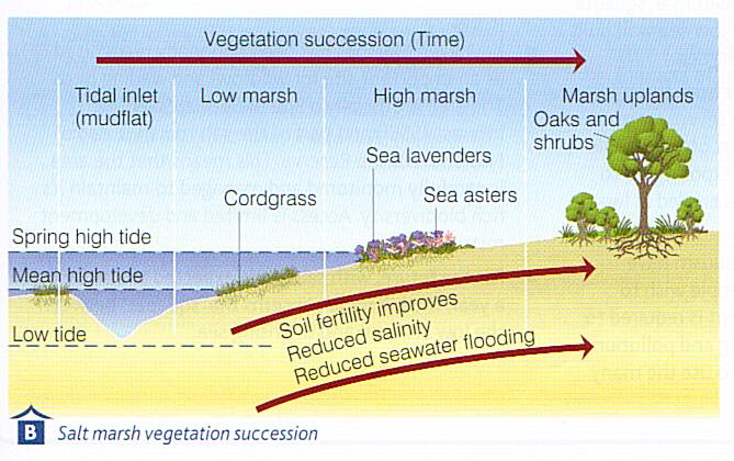 Saltmarsh vegetation succession: q They develop over time with vegetation succession.