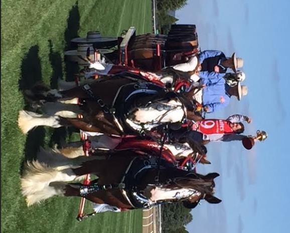 Carlton Clydesdales at Ballarat Cup Melbourne Cup winning