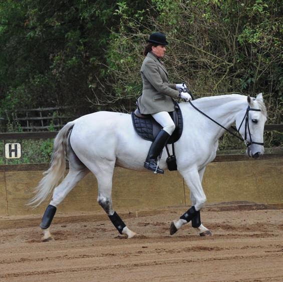 THE AIDS FOR IMPULSION Most riders think they should be applied in every stride. This is most definitely not the case. Instead they must ask then cease their action to allow before acting again.