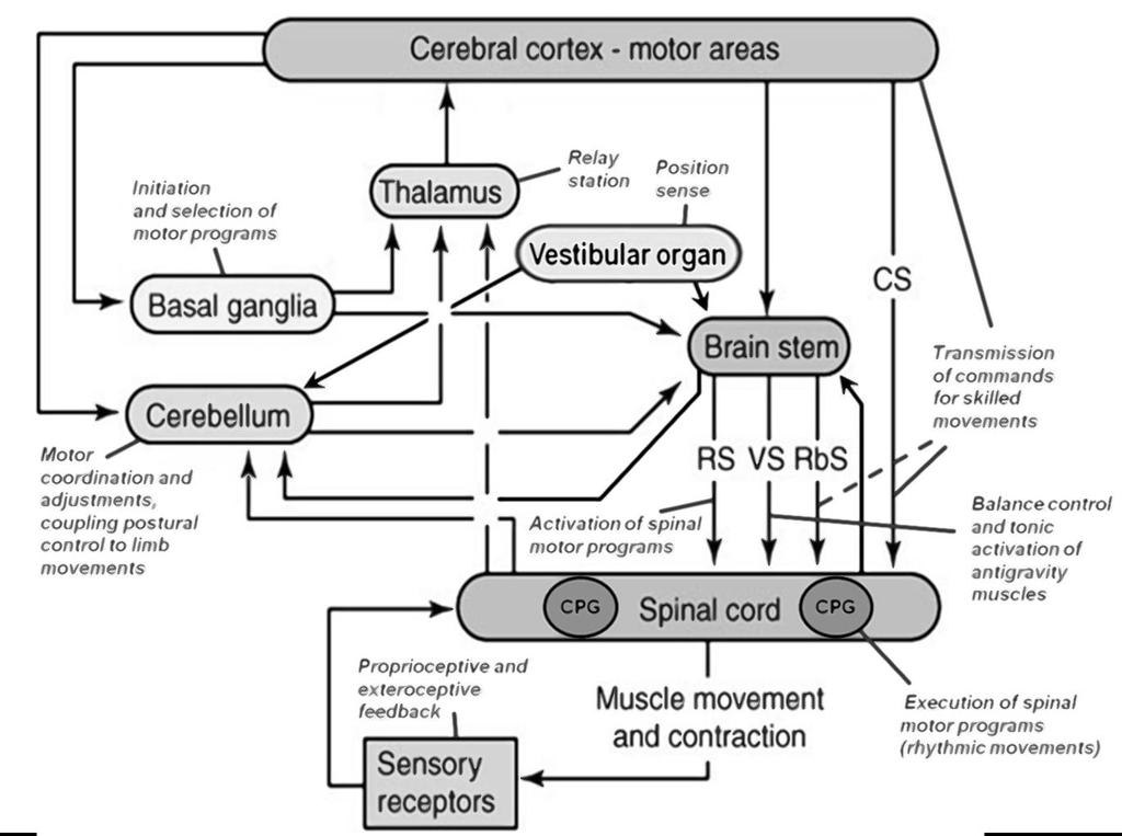 Neuroanatomical basis of movements