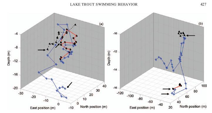 Association of Tagged Lake Trout to Cisco