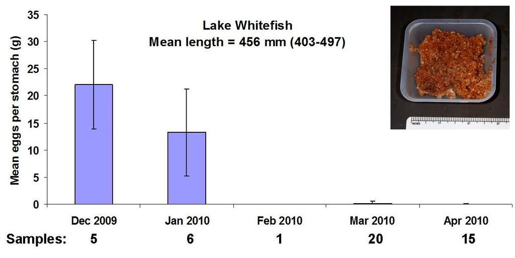 Lake Whitefish Winter Diet Stockwell et al.