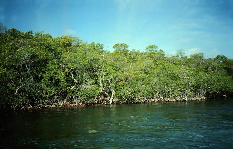 Of the three species found in Florida, the red mangrove is found closest to the water and is probably the best known.
