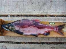 Advantages of AF3n kokanee for fisheries management Addresses the loss to the fishery due to 2n and 3n male drop