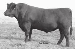041 Alliance 7544 is an A.I. sire that has done a great job for us. He is a calving ease sire with great growth. The dam of 7544 is one of the best cows in the Sitz herd.