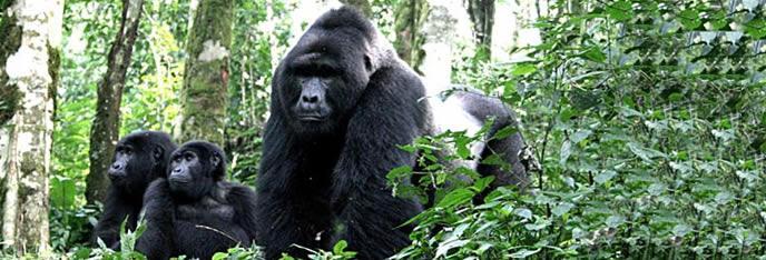 Mountain Gorillas. This drive is so rewarding with numerous en routes likes tree-climbing lions, warthogs and Uganda kobs.