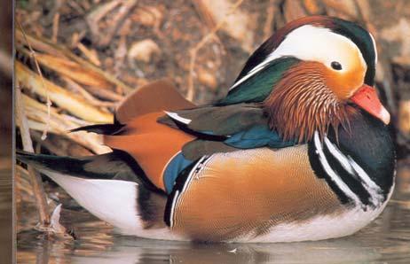Mandarin Duck Range Population Status and History Early 1900 s extremely low, extinction feared.