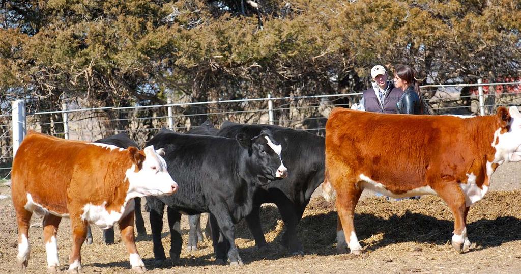 The first opportunity for such an event was the Special K cattle sale in 1977, which was the first of its kind in the nation.