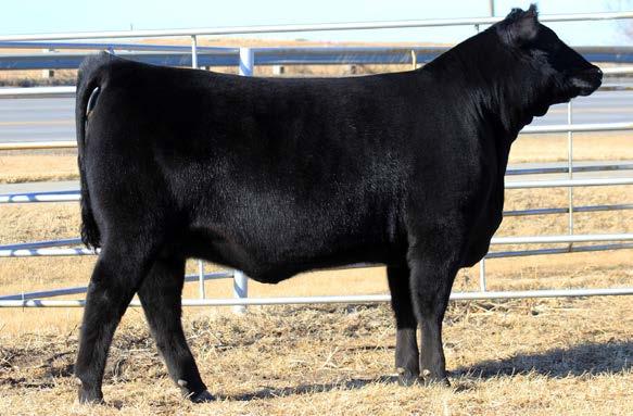 54 Stout made, easy moving, and balanced numbers make this female a great show prospect and future mature female in your herd.