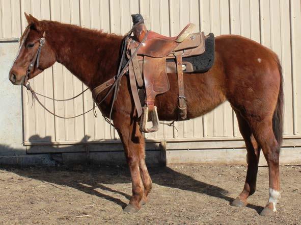 Amy has been started on the cutting flag, headed and heeled the Hot Heels, moved cattle, and started roping live cattle out of the box. Ride her now and turn into the broodmare pen later.