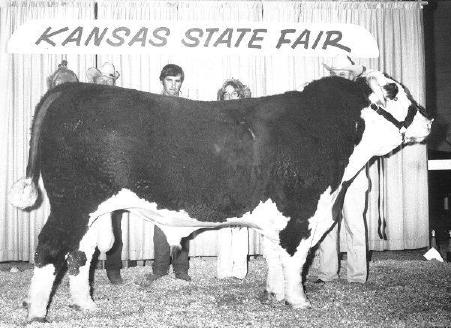 More recently, KSU Bounty Hunter 611, the high-selling bull in the 2007 Special K Sale, was named Reserve National Champion Bull at the 2007 and 2008 Canadian Agribition.
