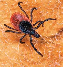 When removing a tick, do not burn the tick, prick it with a pin, or cover it with petroleum jelly or nail polish. Doing so may cause the tick to release more of the disease-carrying bacteria.