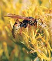 Honeybees Mud dauber wasp Paper wasp For information about anaphylactic shock (anaphylaxis), a severe allergic reaction, see Life-Threatening Emergencies.
