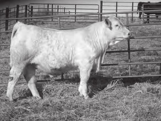 0 17 37 14 3.2 23 0.6 Herd Sire A calving ease bull that we have used in our program on our heifers the last two years. He is a moderate framed bull that is easy fleshing with a great disposition.