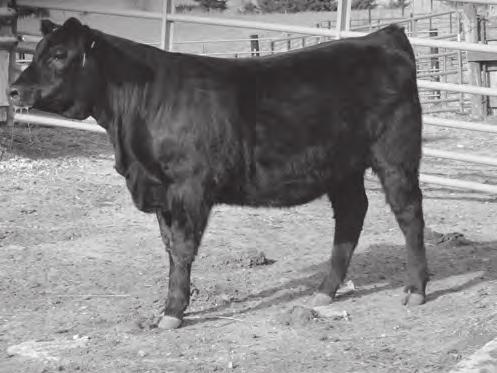 ANGUS HEIFERS 60 CFL MISS ERICA 6348 Calved: 05/08/2016 Cow 18663942 LA Shoshone Lass 4101 CFL Miss Kodiak 148 Connealy In Sure 8524 CFL MISS ERICA 348 17653028 Tattoo: 6348 Mytty In Focus Entreena