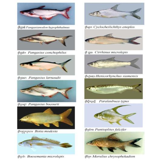 Characteristics of the main fish groups White fish, undertaking long distance migrations, in particularly between lower