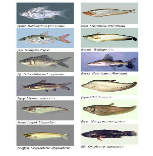 37% of species richness 36% of capture Characteristics of the main fish groups Grey fish: ecologically intermediate between