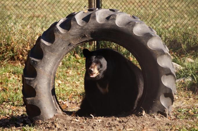 Animal Update Continued Molly, our resident female black bear, has been given some new toys! Molly can sometimes be found pacing the fenceline in her enclosure.