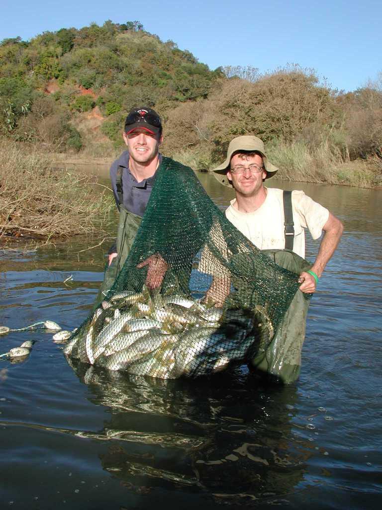 Figure: Sampling of Yellowfish in the Assegai River, Mpumalanga. In one seine net haul over 160 individuals were collected.