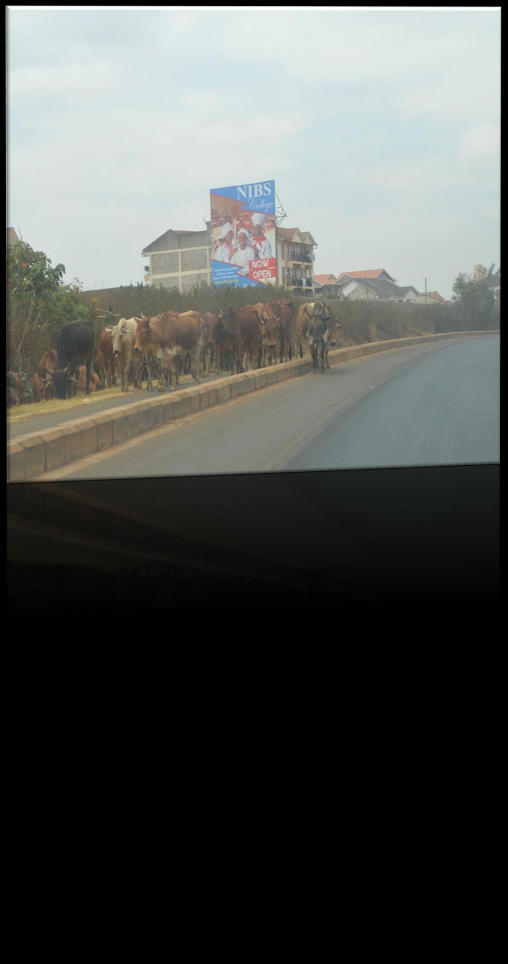 Nairobi- Thika road-cows taking risks University of