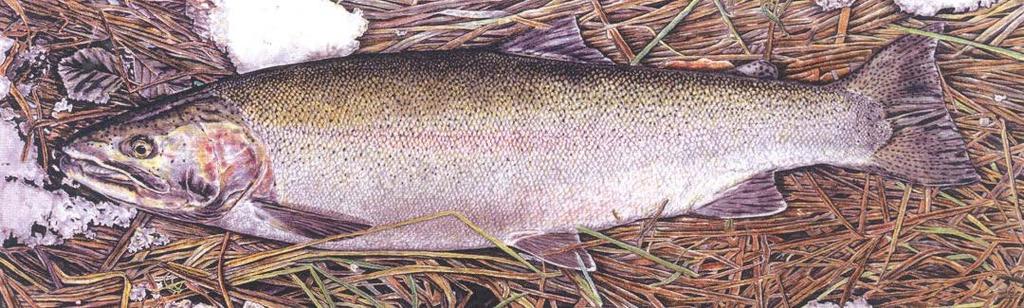 tshawytscha) Steelhead rainbow trout