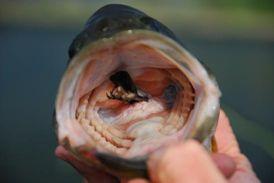 Bass, bullfrogs and other Invasive species thrive in the artificial reservoir where