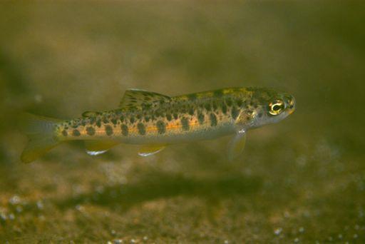 Wild rainbow trout, descendents of sea-run steelhead, remain upstream of the dam