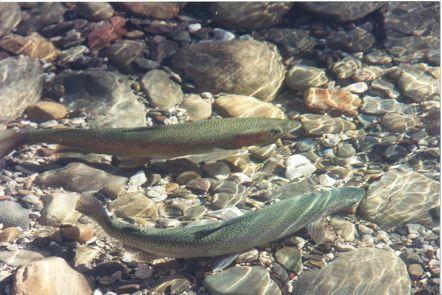 Adult steelhead that do return to San Francisquito Creek to spawn each year can each bring up
