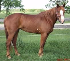 LOT 16 WHISKEY Consignor: Weatherall, Len CROSSBRED - MARE Mar 15 2006 16.5hh - Chestnut - Pinto/Belgian/Quarter Horse Cross Mare. Broke to ride.