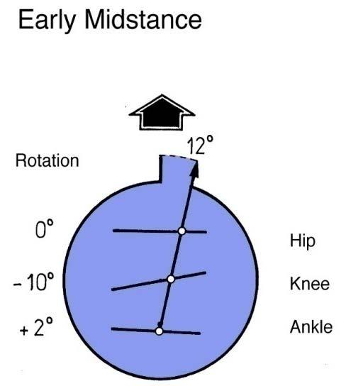 midstance the knee axis is 10