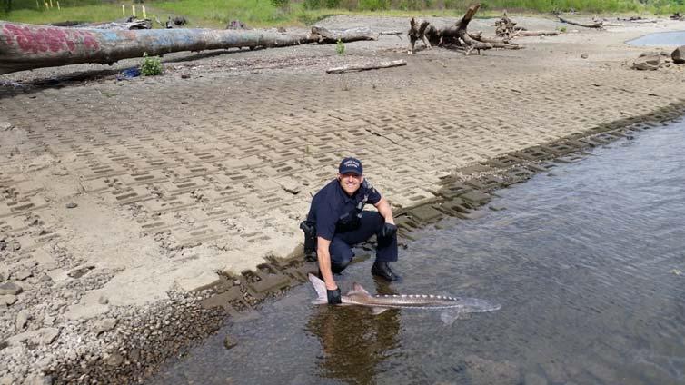 (Retention of sturgeon on the Lower Willamette River is prohibited.) The Tprs.