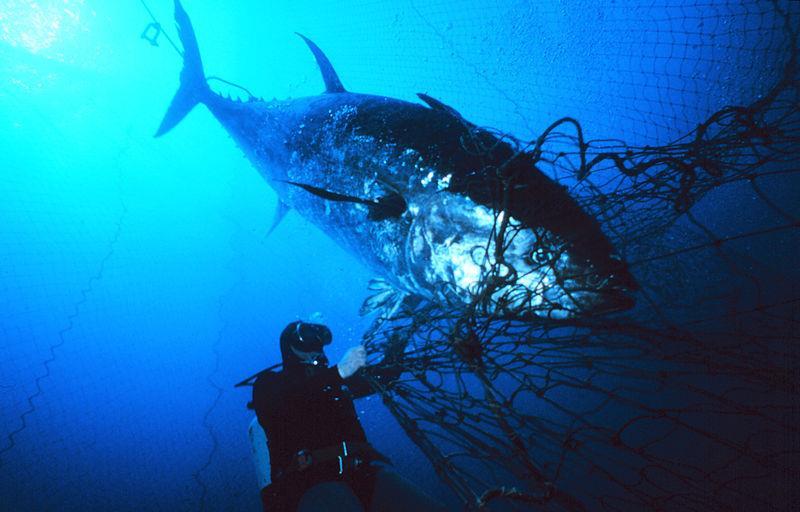 Each sector can have bycatch