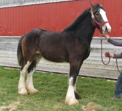 LOT 27 MONTY Consignor: Carson, David CLYDESDALE X - GELDING Black 3 Year Old Clydesdale Gelding Cross. Broke to drive both single and double, good driving horse in buggy. Also broke to ride.