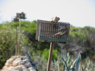The trapping derogations finch trapping Background: After negotiating a 5-year phasing out period for finch trapping as part of the EU Accession Treaty wth Malta, the trapping of wild finches was