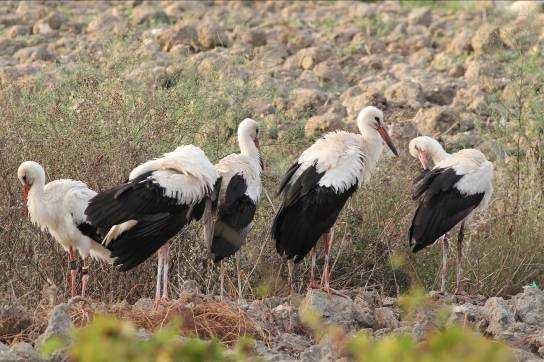 Enforcement over illegal killing contrasts from Sep/Oct 2015 Malta, 2 nd October 2015 9 White Storks from Swedish re-introduction programme roost