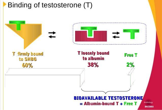 + Testosterone levels Not always