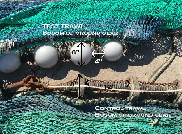 GITAG - Zenith Trials Results summary - Similar quantities of nephrops in both trawls Similar quantities of monkfish in both trawls.