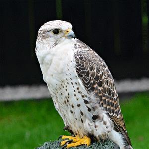 7 Thursday 25 th April 2019 Theme: Animals Falconry experience morning with Hawkwise Falconrydelivering a hands on, interactive session that encourages all children to get involved.