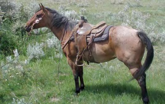 on heading and heeling in arena. Lots of power and speed with a good neck rein, big stop and turn around. She is a nice mover and would fit the broodmare band when you re done riding.