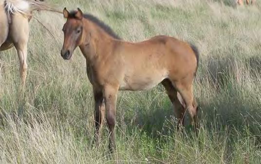 Madonna Mia Arbeka Jet One The Cheyenne Freckles Playboy Docs Peppy Belle Hollywood Dun It Seven S Cupie Doll Running pedigree!! This filly s dam is a hardy lady.