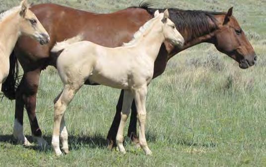 Her full brother is a super nice heading horse and her full sister got hurt and we have a really nice colt out of her.
