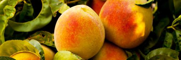 Come one, come all for a peachy day when we go to the Peach Park in Clanton. Not a fan of peaches? No problem; other food items are available. Lunch is on you.