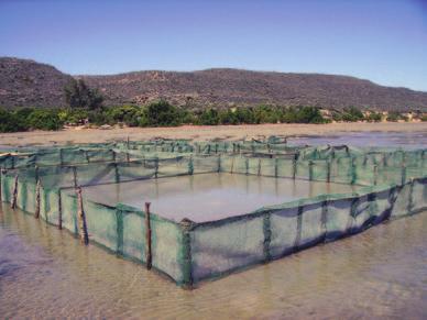 38 system did not appear to be a viable nursery system; the slow growth rates of sandfish juveniles that they measured would stifle production of juveniles for stocking programmes.